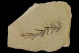 Dawn Redwood (Metasequoia) Fossil - Montana #126633-1
